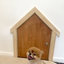 엘로이펫(L.ROYpet) 이미지