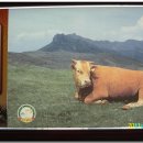 대식한우명가 이미지