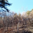 옻나무골농장 네이버블로그