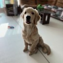 하이독 | 하이독 케어브이 판크프(췌장) 처방사료 후기!!