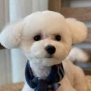 바르다펫 이미지