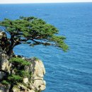 바다엔소나무 이미지