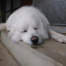 행복한 꿈을 꾸는  이미지