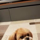 펫택시 이미지