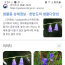 수원잔대 모종 가지고 계시는분 있는지요 이미지