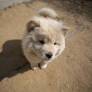 차우