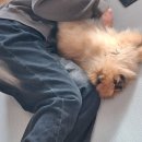 펫맘 | 강아지 매트 추천! 슬림 한데 쿠션 좋은 어멍맘 펫러그 후기