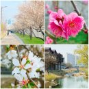 아이엔제이아키디자인랩 | 걷기 일상 - 하동매실거리, 청계천 판잣집 테마존
