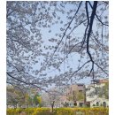 개나리목장 이미지