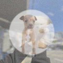 강아지 보호센터 | 김해 강아지보호센터에서 만난 기적! 치와와입양 후기