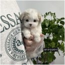 블리독수유점 고양이강아지분양 말티푸 미니비숑 포메라니안 | 부산 강아지분양 부산강아지분양 헬스독 애견입양 말티푸들포메라니안미니비숑 다양한 품종