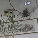 시탕뿌리 이미지