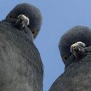 라인댄스 (입문) 이미지