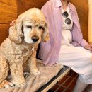 동건스애견카페 | 산미, 동대구역 근처 애견동반 가능한 조용한 핸드드립 카페