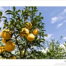 남양우도레인보우교 | 11월 전남 가볼만한곳 고흥 유자 축제 전남 여행