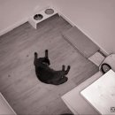 묘랑 고양이 전문호텔 이미지