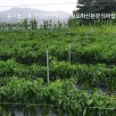 큐리농장 이미지