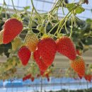 두지농장 | [리뷰] 아이와 함께 가기 좋은 인천,서울 근교 딸기 농장 추천🍓'더나은딸기'🍓