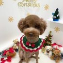 샤멍샤멍 이미지