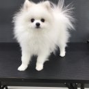 Re Pet 애견샵 이미지