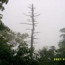 자연1호 이미지