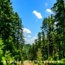 숲속의맑은향기 이미지