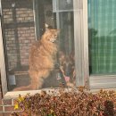 고양이랑 | 강아지 고양이 합사 성공?실패? 대형견 고양이 합사 후기.고양이랑 사는 대형견 일상