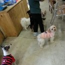 망고 애견 이미지