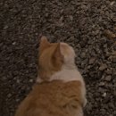 제이드 펜션 | 가평 고양이와 불멍할 수 있는 가성비 숙소 제이드 펜션