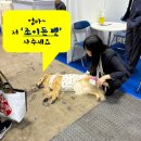 빅펫 | ASIA PACIFIC in 도쿄 빅사이트 현장 후기! 인터펫 도쿄 네오클의 ‘조이든 펫’과 강사모가 함께한 박람회