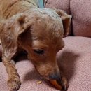 펫팸푸드 이미지