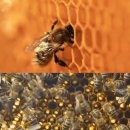 끝사랑 | 🍯 "가짜 꿀 걱정 끝!" 후기가 보증하는 사랑벌꿀 국내산 천연 아카시아꿀 2kg 솔직 평판 분석