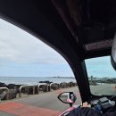 [제주도 여행] 제주도 환갑여행 - 2일차 ② (우도여행, 우도 카페살레, 오엔스테이, 난산리식당)