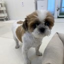 알라꿀 펫살롱 | 얼굴컷트 거부했던 시츄 1:1 맞춤케어로 편안한 미용에 감동 보호자님의 따뜻한 후기 몽셀펫살롱