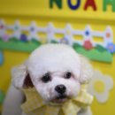 루이 펫 살롱 이미지