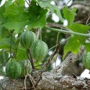 발삼박 [뱀사과, balsam gourd, snake apple (Ibervillea lindheimeri)] 이미지