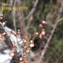 미선농장 이미지