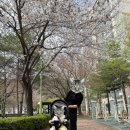 인제 터미널 앞 공원 이미지