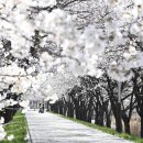 벚꽃길 이미지