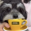 멍박스 이미지