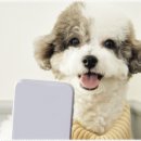 강아지분양 애견입양 아이러브독 수원점 말티푸미니비숑포메 이미지