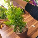 성암노인복지센터 | 성암노인복지센터 꽃다비팜농장 수업 원예치유 프로그램 수태볼토피어/레몬사이프러스 심고 트리만들기