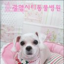 광명시티동물병원 이미지