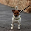 강아지산책 이미지