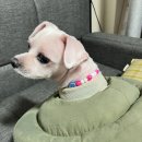 멍뭉식탁 | 일산 고양 수제애견간식 원데이클래스 멍뭉식탁 방문!
