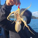 장포해상낚시1 | 여수 빅보스호와 함께한 문어 갑오징어 낚시 조행기