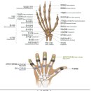 손가락의 장해[(무)AIG다보장의료보험, 판매개시일:2002년 7월 15일] 이미지