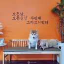 도그아일랜드 이미지