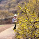 씨유버들마을2단지점 | 의성 산수유축제(산수유마을~숲실산 산행)