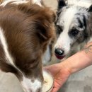 둔덕동 주민센터 | 여수 애견동반 가능한 신상카페 오씨오씨 OCOC